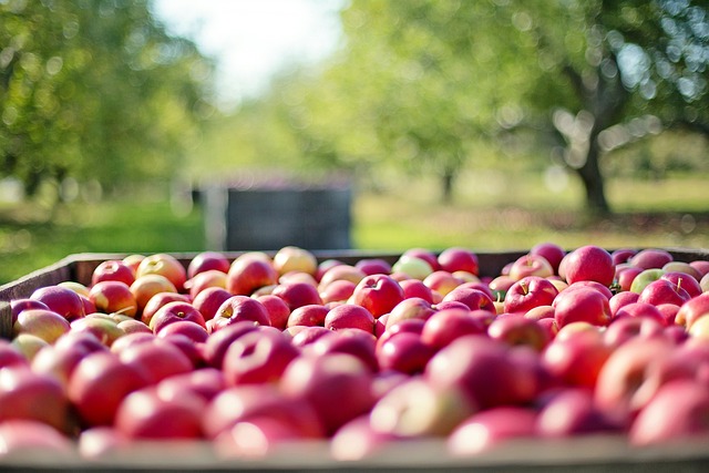 Jakie są odpowiednie zasady przechowywania jabłek?