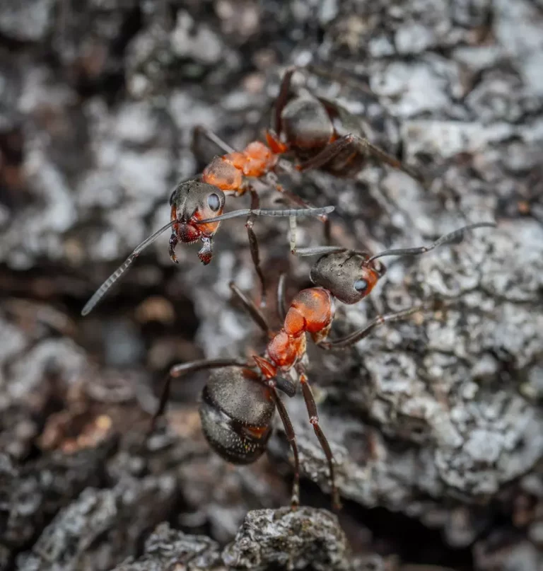 Skuteczne usuwanie mrówek z mieszkania